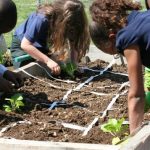 Sustainable gardening practices