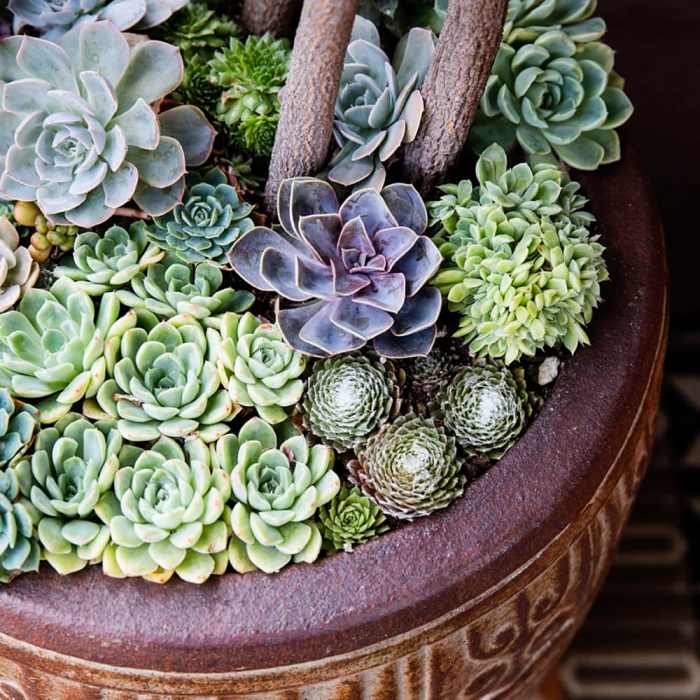 Succulents growing plant succulent plants care family can garden they beginners tips simple Succulents growing plant succulent plants care family can garden they beginners tips simple